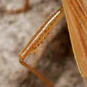 Stenodema pilosa - photo 3
