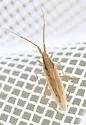 Stenodema pilosa - photo 5