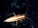 Stenodema pilosipes