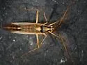Stenodema pilosipes - photo 2