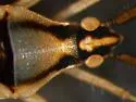 Stenodema pilosipes - photo 3