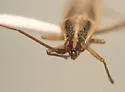 Stenodema pilosipes - photo 4