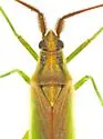 Stenodema pilosipes - photo 5