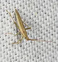 Stenodema vicinum - photo 4