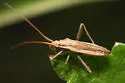 Stenodema vicinum - photo 5
