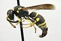Stenodynerus ammonia