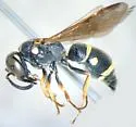 Stenodynerus ammonia - photo 2