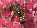 Stenodynerus anormis