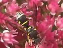 Stenodynerus anormis - photo 2