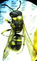 Stenodynerus anormis - photo 3