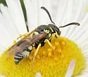 Stenodynerus blandoides