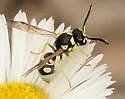 Stenodynerus blandoides - photo 2