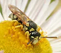 Stenodynerus blandoides - photo 3
