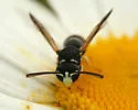 Stenodynerus blandus
