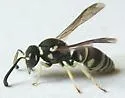 Stenodynerus blandus - photo 3