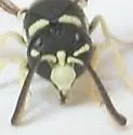 Stenodynerus blandus - photo 4