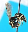 Stenodynerus blandus - photo 5