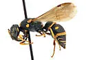 Stenodynerus blepharus
