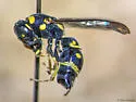 Stenodynerus blepharus - photo 2