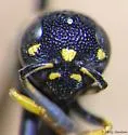 Stenodynerus blepharus - photo 3