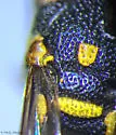 Stenodynerus blepharus - photo 4
