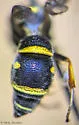 Stenodynerus blepharus - photo 5