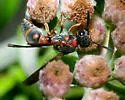 Stenodynerus fundatiformis - photo 2