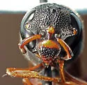 Stenodynerus fundatiformis - photo 4