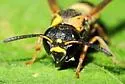 Stenodynerus fundatiformis - photo 5