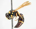 Stenodynerus histrionalis