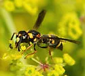Stenodynerus histrionalis - photo 2