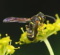Stenodynerus histrionalis - photo 3