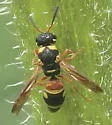 Stenodynerus histrionalis - photo 4