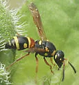Stenodynerus histrionalis - photo 5