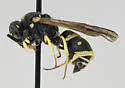 Stenodynerus kennicottianus