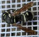 Stenodynerus kennicottianus - photo 2