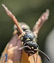 Stenodynerus kennicottianus - photo 3