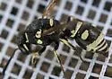 Stenodynerus kennicottianus - photo 4