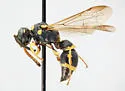 Stenodynerus krombeini