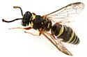 Stenodynerus microstictus - photo 2