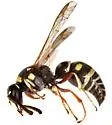 Stenodynerus microstictus - photo 3