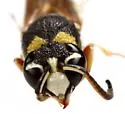 Stenodynerus microstictus - photo 4