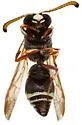 Stenodynerus microstictus - photo 5