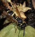 Stenodynerus ochrogonius