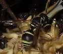 Stenodynerus ochrogonius - photo 2