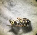 Stenodynerus ochrogonius - photo 3