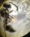 Stenodynerus ochrogonius - photo 4