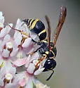 Stenodynerus ochrogonius - photo 5