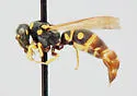 Stenodynerus oculeus