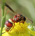 Stenodynerus percampanulatus